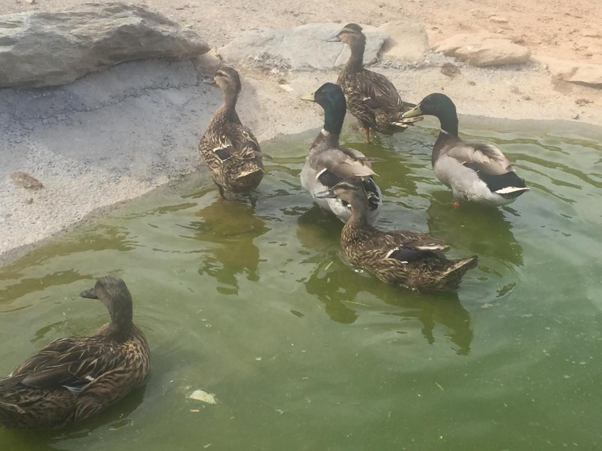 Reul Alto Cortijos Rurales Pension Laroya Buitenkant foto