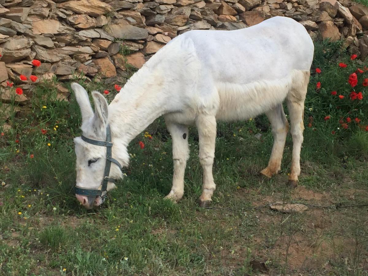 Reul Alto Cortijos Rurales Pension Laroya Buitenkant foto